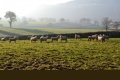 BRANDON moutons (2).JPG