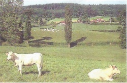 Verosvres Paysage avec vaches.jpeg